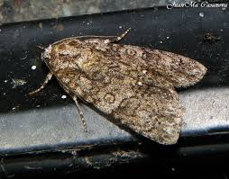 Attēlu rezultāti vaicājumam “Acronicta rumicis imago”