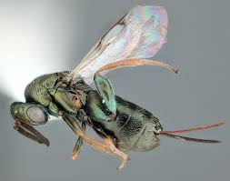 Attēlu rezultāti vaicājumam “Torymidae”