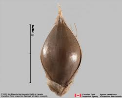 Attēlu rezultāti vaicājumam “Echinochloa crus-galli fruit”