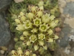 Attēlu rezultāti vaicājumam “Jovibarba globifera flower”