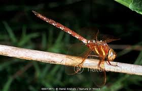 Attēlu rezultāti vaicājumam “Aeshna grandis”