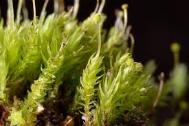 Attēlu rezultāti vaicājumam “Aulacomnium androgynum”