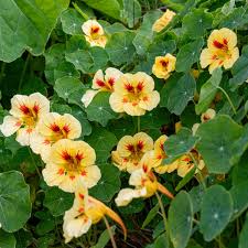 Attēlu rezultāti vaicājumam “Tropaeolum majus flower”