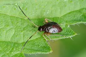 Attēlu rezultāti vaicājumam “Adelphocoris seticornis”