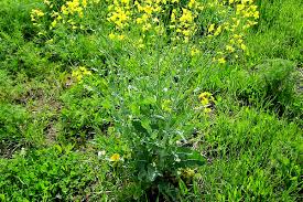 Attēlu rezultāti vaicājumam “Brassica napus fruit”