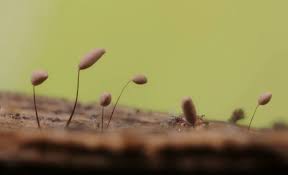 Attēlu rezultāti vaicājumam “Comatricha tenerrima macro”