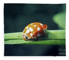 Attēlu rezultāti vaicājumam “Calvia quatuordecimguttata”