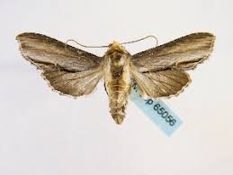 Attēlu rezultāti vaicājumam “Shargacucullia scrophulariae larva”