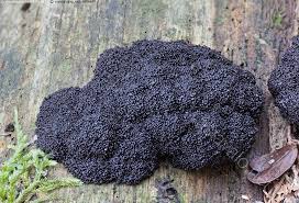 Attēlu rezultāti vaicājumam “Lindbladia tubulina”