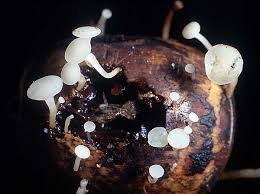 Attēlu rezultāti vaicājumam “Hymenoscyphus fructigenus var. coryli”