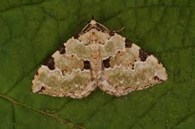 Attēlu rezultāti vaicājumam “Colostygia pectinataria”