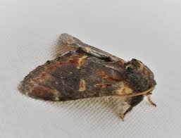 Attēlu rezultāti vaicājumam “Notodonta dromedarius”