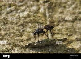 Attēlu rezultāti vaicājumam “Taleporia tubulosa”