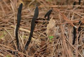 Attēlu rezultāti vaicājumam “Geoglossum sp.”