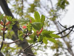 Attēlu rezultāti vaicājumam “Acer pseudoplatanus fo. purpurascens”