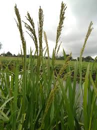 Attēlu rezultāti vaicājumam “Glyceria maxima fruit”