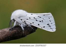 Attēlu rezultāti vaicājumam “Spilosoma lubricipeda”