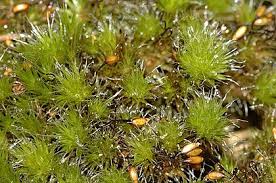 Attēlu rezultāti vaicājumam “Dicranales”