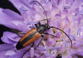 Attēlu rezultāti vaicājumam “Stenurella melanura”