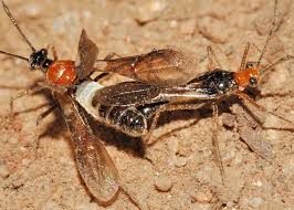 Attēlu rezultāti vaicājumam “Miridae”