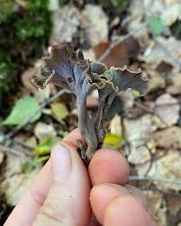 Attēlu rezultāti vaicājumam “Pseudocraterellus sinuosus”