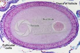 Attēlu rezultāti vaicājumam “Leiocolea rutheana cells”