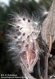 Attēlu rezultāti vaicājumam “Asclepiadaceae”