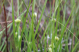 Attēlu rezultāti vaicājumam “Rhynchospora alba flower”
