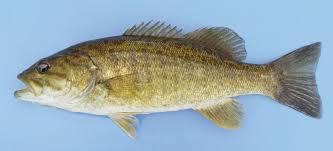 Image result for Micropterus dolomieu