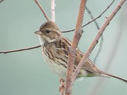Image result for Emberiza spodocephala