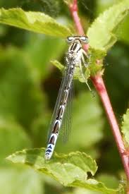Attēlu rezultāti vaicājumam “Enallagma cyathigerum female”