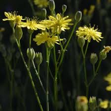 Attēlu rezultāti vaicājumam “Lapsana communis”