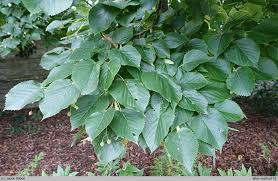 Attēlu rezultāti vaicājumam “Tilia amurensis”