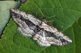 Attēlu rezultāti vaicājumam “Horisme vitalbata”