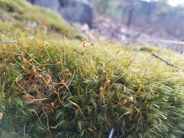 Attēlu rezultāti vaicājumam “Dicranum leioneuron”