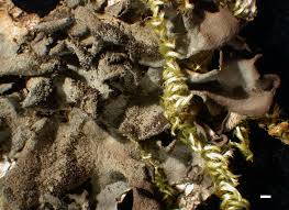 Attēlu rezultāti vaicājumam “Leptogium saturninum”