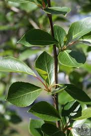 Attēlu rezultāti vaicājumam “Populus simonii”