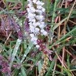 Attēlu rezultāti vaicājumam “Bistorta vivipara”