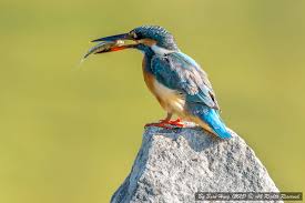 Attēlu rezultāti vaicājumam “Alcedo atthis”