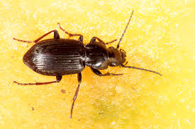 Attēlu rezultāti vaicājumam “Pterostichus oblongopunctatus”