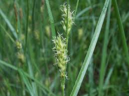 Attēlu rezultāti vaicājumam “Carex hirta”