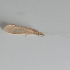 Attēlu rezultāti vaicājumam “Oecetis ochracea”