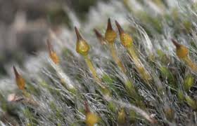 Attēlu rezultāti vaicājumam “Tritomaria exsecta macro”