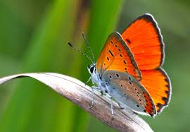 Attēlu rezultāti vaicājumam “Lycaena dispar underside”