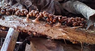 Attēlu rezultāti vaicājumam “Diderma floriforme spores”