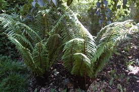 Attēlu rezultāti vaicājumam “Dryopteris”