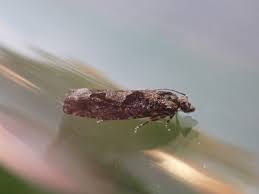 Attēlu rezultāti vaicājumam “Epinotia immundana”