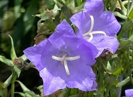 Image result for Glockenblumen