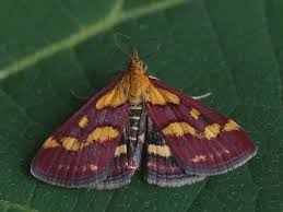 Attēlu rezultāti vaicājumam “Pyrausta purpuralis”
