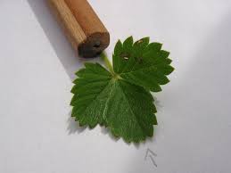 Attēlu rezultāti vaicājumam “Fragaria viridis leaf”